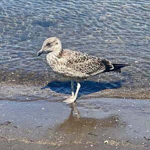 Juvenile Southern black-backed gull (Larus dominicanus)