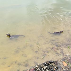 Wild Smooth-Coated Otters (Lutrogale perspicillata)