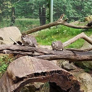 Former Elephant House - Mixed species enclosure