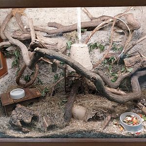 Former Elephant House - Barbary Striped Grass Mouse (Lemniscomys barbarus)