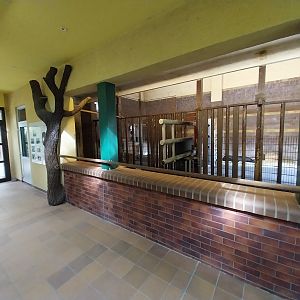 Former Elephant House - Baird's tapir (Tapirus bairdii)