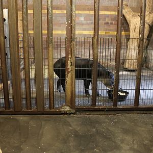 Former Elephant House - Baird's Tapir (Tapirus Bairdii)