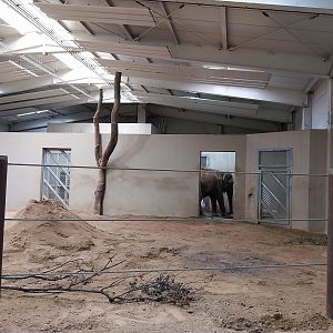 Elephant House - South-East Asian Elephant (Elephas maximus indicus)