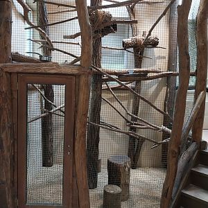 Tapir House - Bearded Emperor Tamarin (Saguinus imperator subgrisescens)