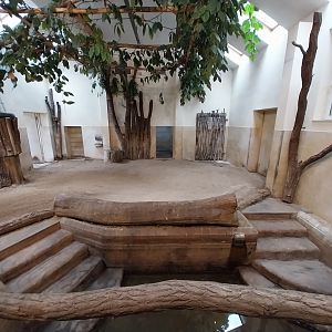 Tapir House - Baird's Tapir (Tapirus bairdii)