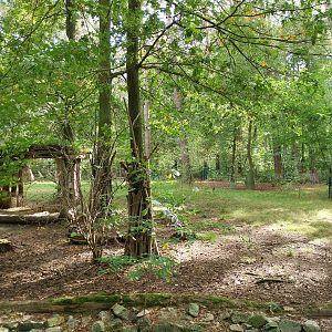Tapir House - Baird's Tapir (Tapirus bairdii)