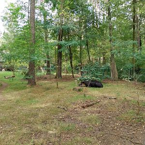 Tapir House - Baird's Tapir (Tapirus bairdii)