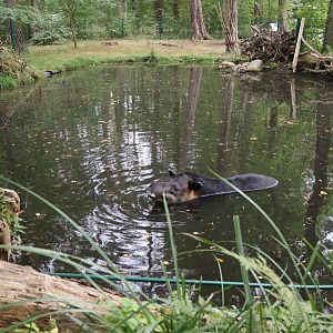 Tapir House - Baird's Tapir (Tapirus bairdii)