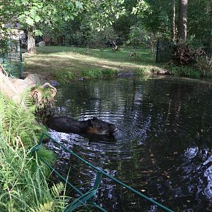 Tapir House - Baird's Tapir (Tapirus bairdii)