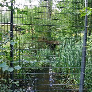 Carnivore House - Sumatran Tiger (Panthera tigris sumatrae)