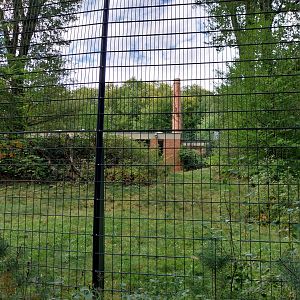 Carnivore House - Sumatran Tiger (Panthera tigris sumatrae)