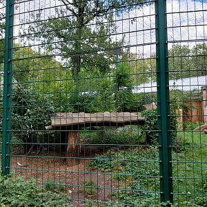 Carnivore House - North Chinese Leopard (Panthera pardus japonensis)