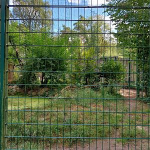 Carnivore House - North Chinese Leopard (Panthera pardus japonensis)