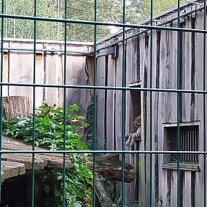 Carnivore House - North Chinese Leopard (Panthera pardus japonensis)