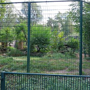 Carnivore House - North Chinese Leopard (Panthera pardus japonensis)