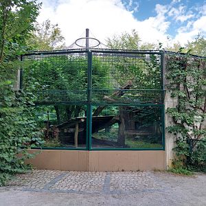 Carnivore House - North Chinese Leopard (Panthera pardus japonensis)