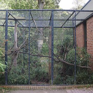 Carnivore House - Pére David's Rock Squirrel (Sciurotamias davidianus)