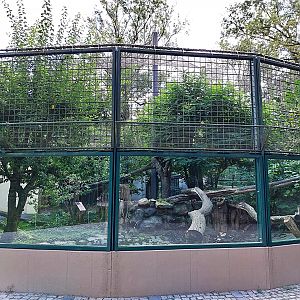 Carnivore House - North Chinese Leopard (Panthera pardus japonensis) - second enclosure