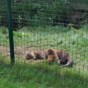 Carnivore House - Giant Otter (Pteronura brasiliensis)