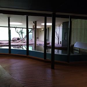 Carnivore House - Giant Otter (Pteronura brasiliensis)