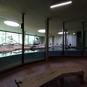 Carnivore House - Giant Otter (Pteronura brasiliensis)