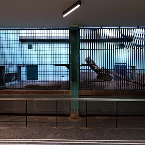 Carnivore House - North Chinese Leopard (Panthera pardus japonensis)