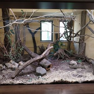 Carnivore House - Eastern Ring-tailed Vontsira (Galidia elegans elegans)