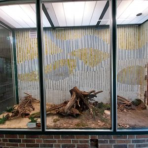 Carnivore House - Corn Snake (Pantherophis guttatus)