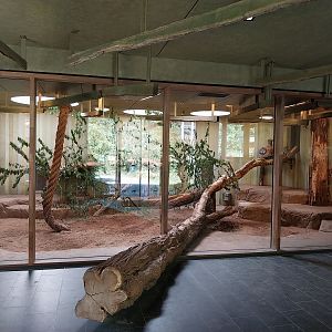 Carnivore House - Sumatran Tiger (Panthera tigris sumatrae)