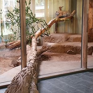 Carnivore House - Sumatran Tiger (Panthera tigris sumatrae)