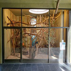 Carnivore House - Pére David's Rock Squirrel (Sciurotamias davidianus)