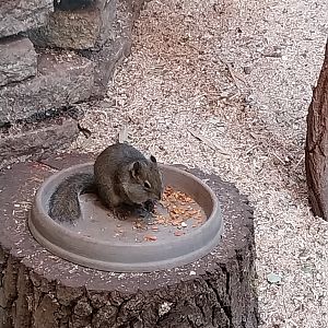 Carnivore House - Pére David's Rock Squirrel (Sciurotamias davidianus)