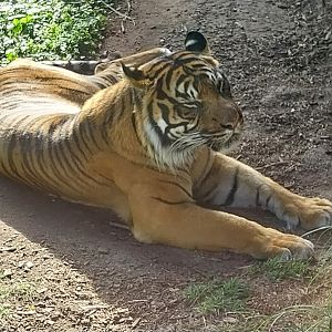 Carnivore House - Sumatran Tiger (Panthera tigris sumatrae)