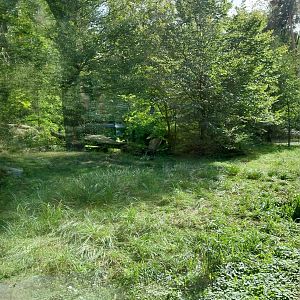 Carnivore House - Sumatran Tiger (Panthera tigris sumatrae)