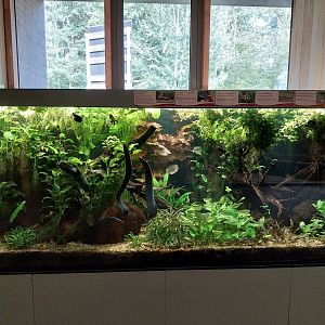 Carnivore House - South-East Asian aquarium
