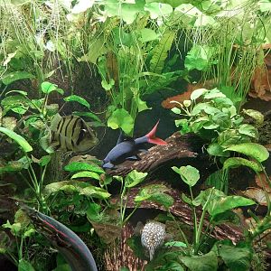 Carnivore House - South-East Asia Aquarium - Fire Eel, Red-tailed Black Shark, Ab's Puffer Fish and Mekong Tiger Perch