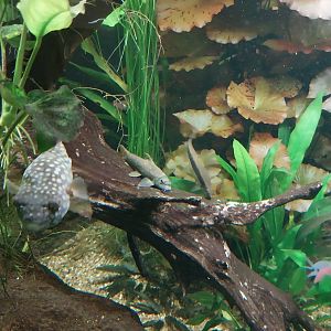 Carnivore House - South-East Asia Aquarium - Abe's Pufferfish, Silver Flying Fox and Gray Flying Fox