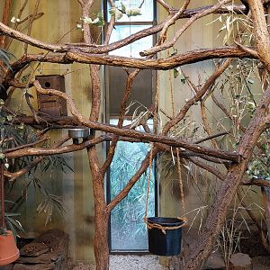 Carnivore House - Pére David's Rock Squirrel (Sciurotamias davidianus)