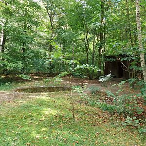 Red-crowned Crane (Grus Japonensis)
