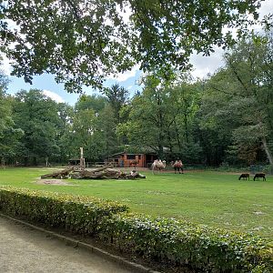 Bactrian Camel (Camelus ferus f. bactrianus)