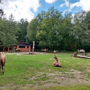 Bactrian Camel (Camelus ferus f. bactrianus)