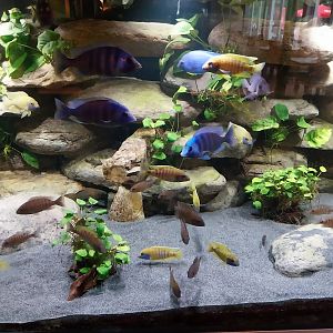 African Cichlid Aquarium in restaurant