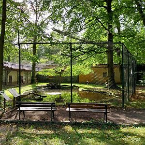 Saddle-Billed Stork (Ephippiorhynchus senegalensis)
