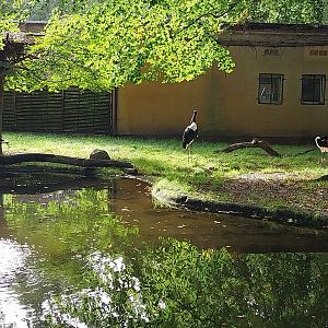 Saddle-Billed Stork (Ephippiorhynchus senegalensis)