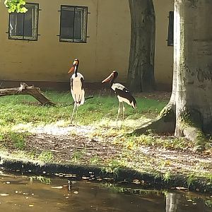 Saddle-Billed Stork (Ephippiorhynchus senegalensis)