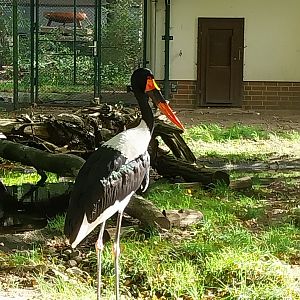 Saddle-Billed Stork (Ephippiorhynchus senegalensis)