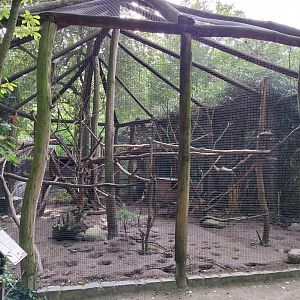 South Brazilian Coati (Nasua nasua solitaria)