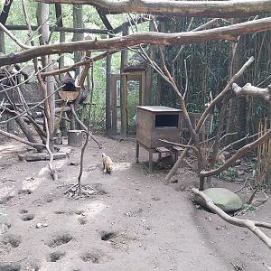 South Brazilian Coati (Nasua nasua solitaria)