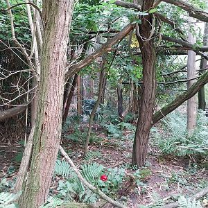 Silvery Marmoset (Mico argentatus) and Lowland Paca (Cuniculus paca)