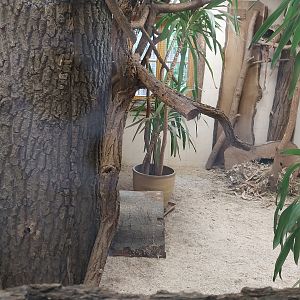Silvery Marmoset (Mico argentatus) and Lowland Paca (Cuniculus paca)